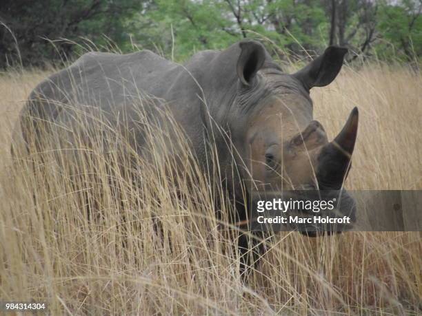 alert white rhino in the grass - holcroft stockfoto's en -beelden