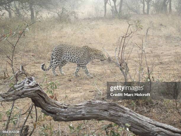 leopard stalking in the misty savannah - holcroft stockfoto's en -beelden