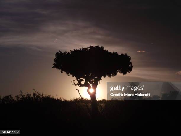 shepherd's tree sunset silhouette in the karoo - holcroft stockfoto's en -beelden
