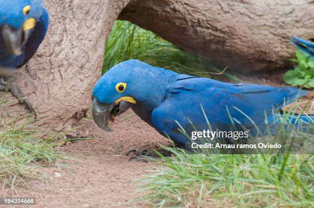 parrots in their jungle - arara azul grande imagens e fotografias de stock