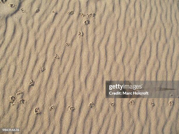 plover footprints on beach sand - holcroft stock pictures, royalty-free photos & images