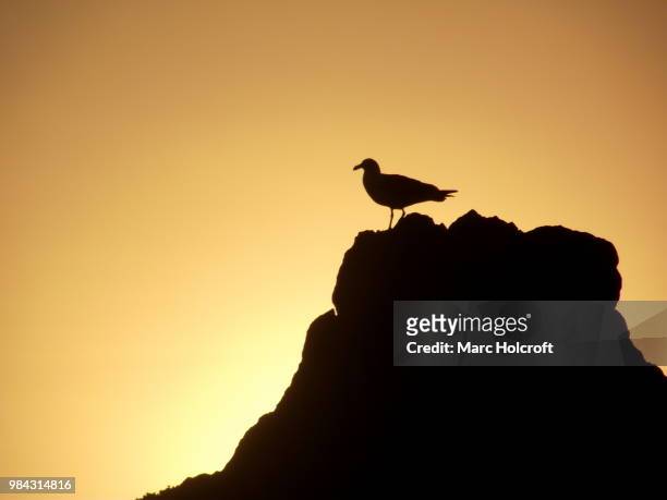 seagull on the rocks sunset silhouete - holcroft stock pictures, royalty-free photos & images