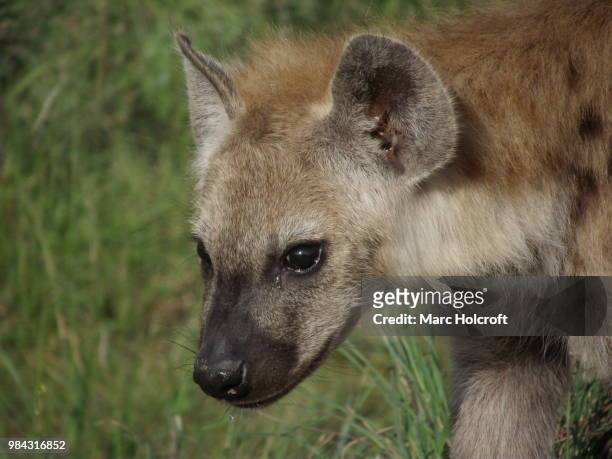 young spotted hyena close-up portrait - holcroft stock pictures, royalty-free photos & images