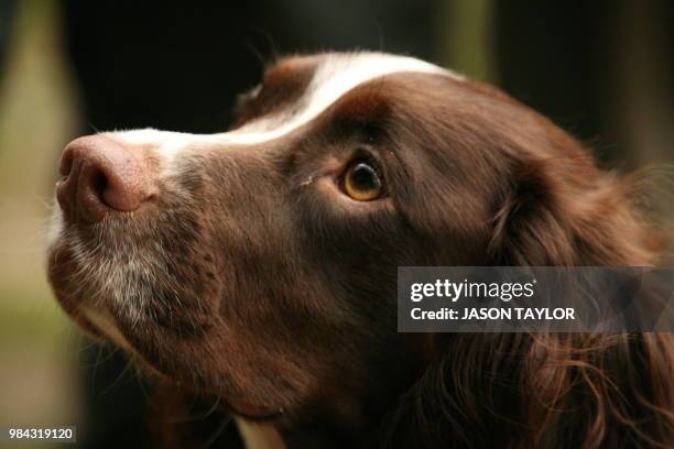 Shooting Dogs High-Res Stock Photo
