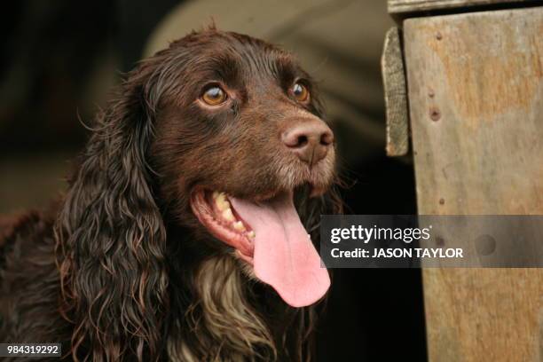 Working Cockapoo Spaniel 216 Working Cocker Spaniel Stock Photos, High-Res Pictures, and Images ...