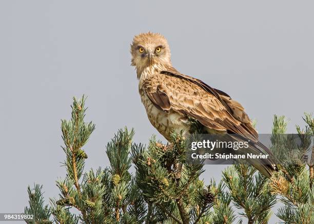 photo by: stéphane nevier - tawny eagle stock pictures, royalty-free photos & images