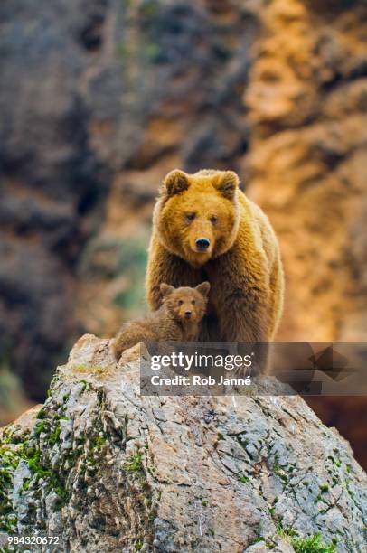 a bear and her cub on a rock in cabarceno natural park, spain. - parc de la nature de cabarceno photos et images de collection
