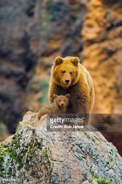 a bear and her cub on a rock in cabarceno natural park, spain. - cantabria stock pictures, royalty-free photos & images
