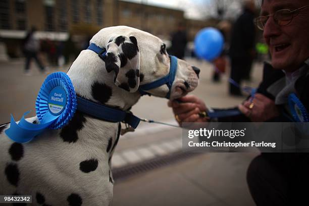 Cee Cee, the pet Dalmatian of Tory candidate David Nuttall, wears a rosette as conservative shadow foreign secretary William Hague launches the...