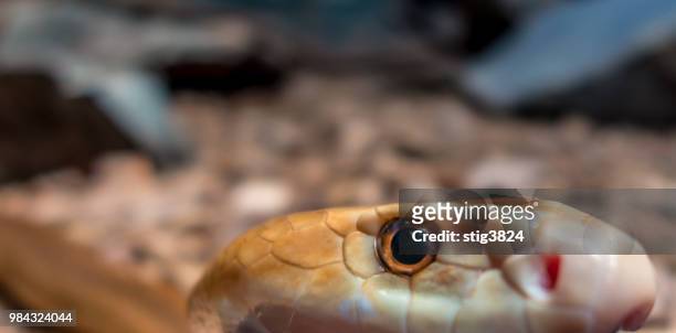 taipan snake - taipan snake stock pictures, royalty-free photos & images
