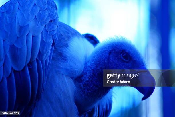 vulture - cape vulture stock pictures, royalty-free photos & images