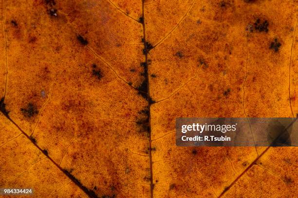maple leaf close up texture - macro shot - comportamientos de la flora fotografías e imágenes de stock