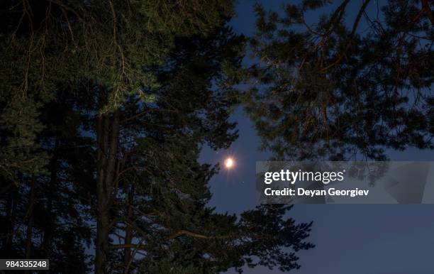 night stary sky and trees. - stary night stock pictures, royalty-free photos & images