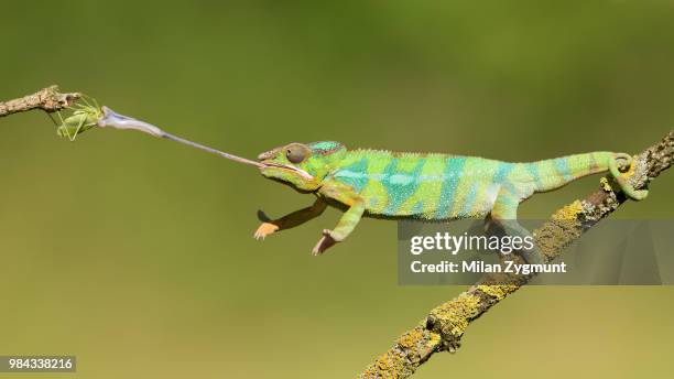 panther chameleon - chameleon tongue foto e immagini stock