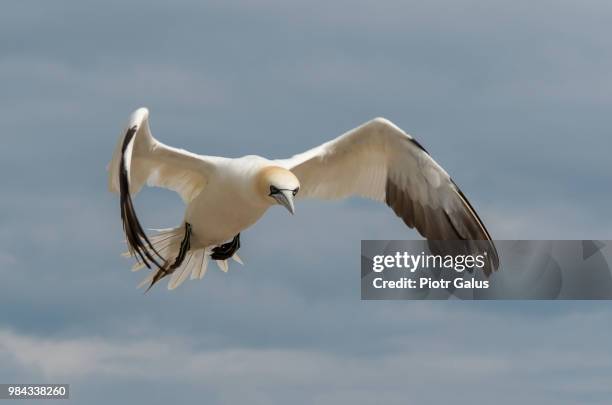 Landfall Background 16,803 Landfall Stock Photos, High-Res Pictures, and Images - Getty Images