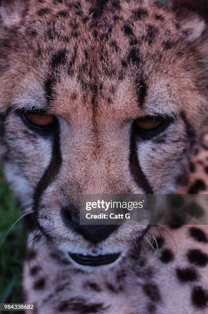 cheetah fuzz - fuzz stock pictures, royalty-free photos & images