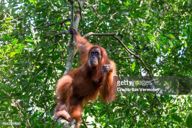 orangutan, sumatra - gunung leuser national park foto e immagini stock