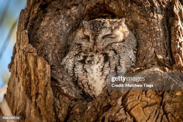 screech owl - assiolo americano foto e immagini stock