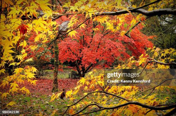 westonbirt - westonbirt foto e immagini stock