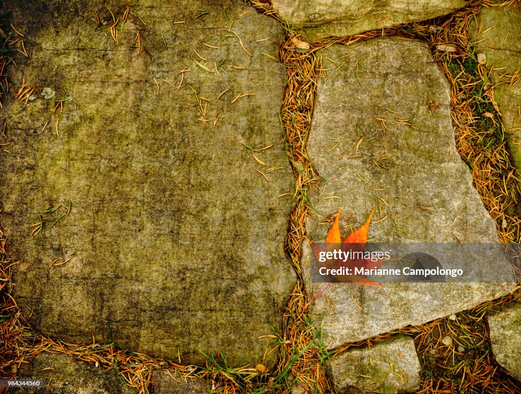 Colorful fall autumn Japanese maple leaf on stones