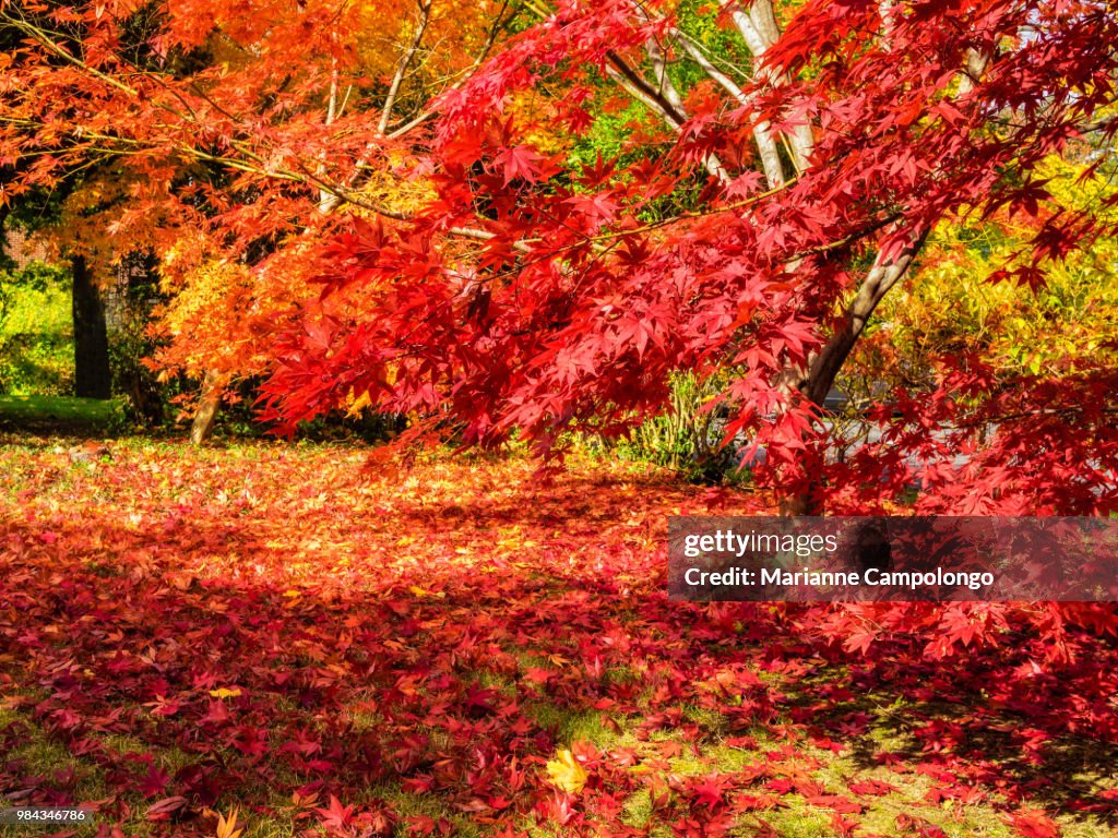 Colorful fall leaves on Japanese maple trees