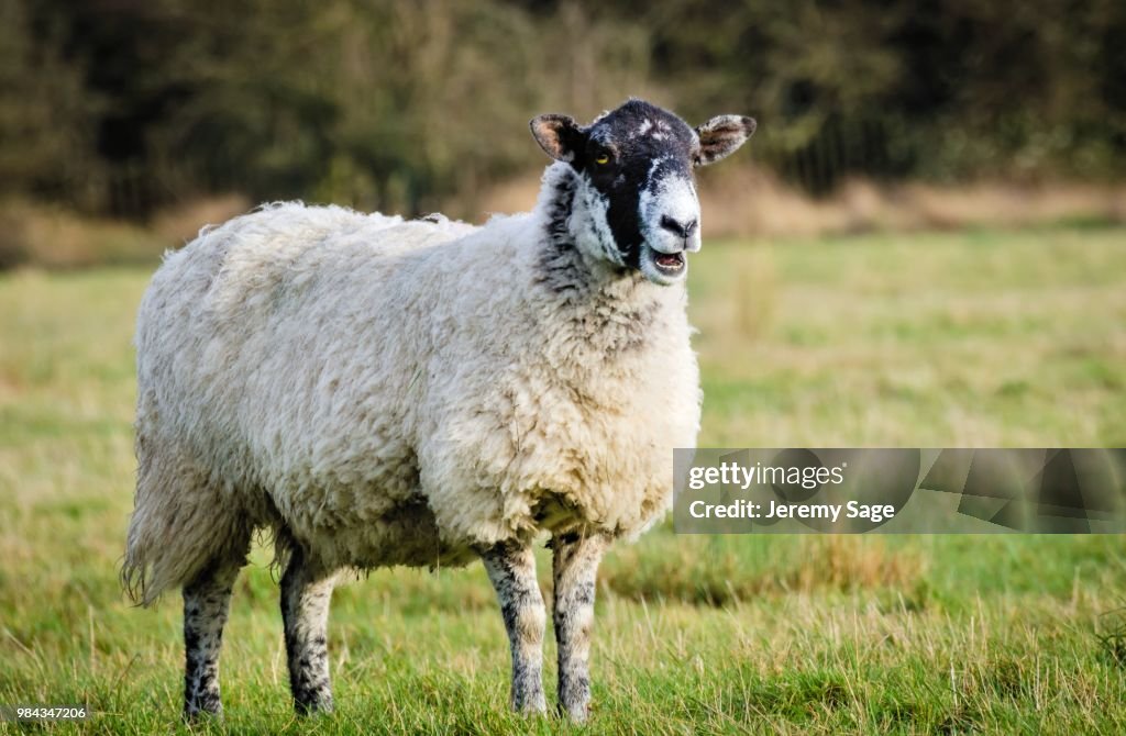 The interrupting Sheep Jeremy Sage