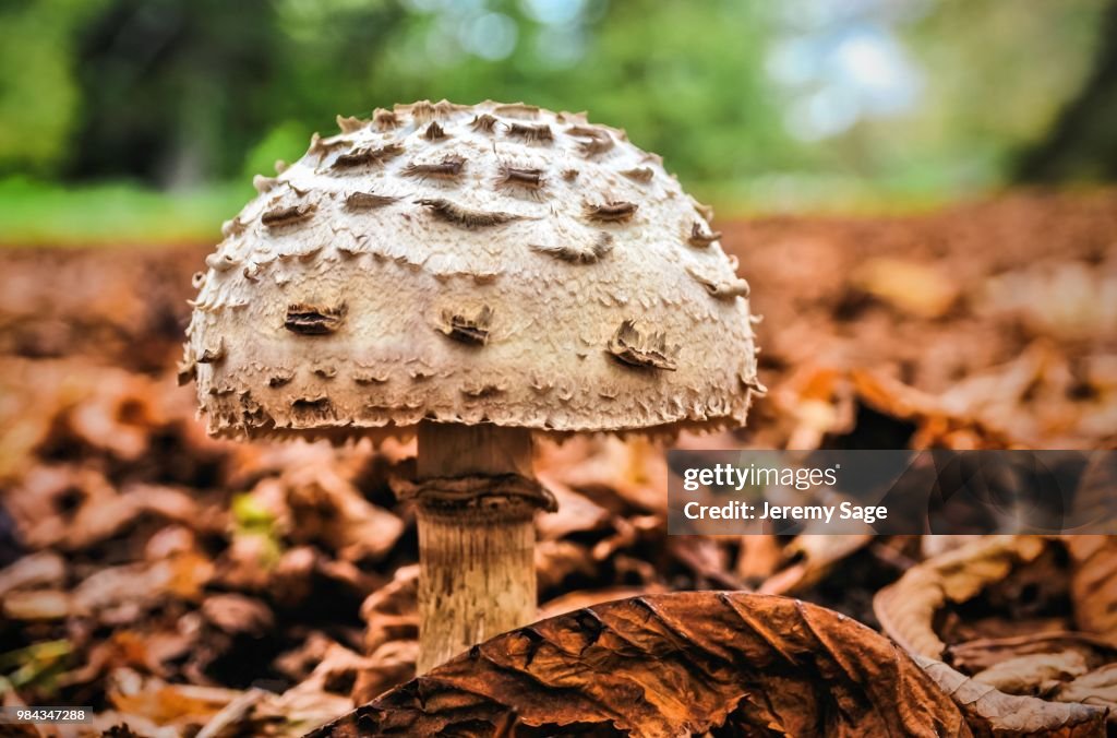 Shroom