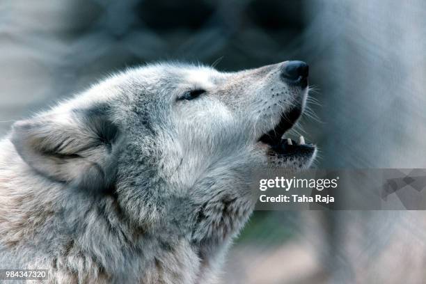 a howling wolf. - animal sound stock pictures, royalty-free photos & images