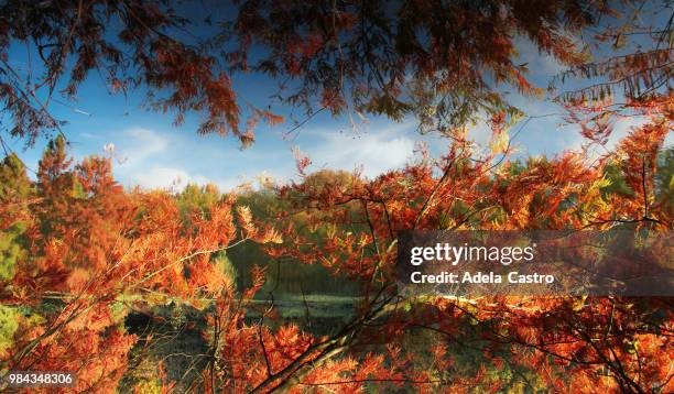 autumn reflections - adela foto e immagini stock