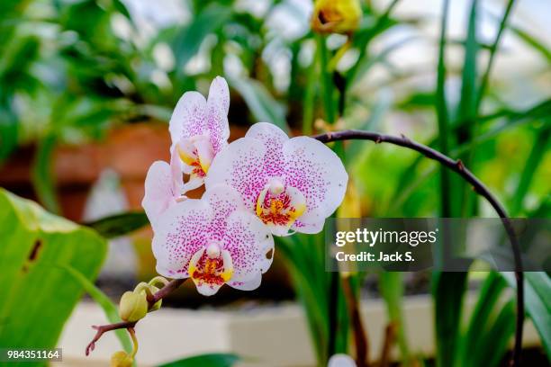 flower iii - moth orchid stock pictures, royalty-free photos & images