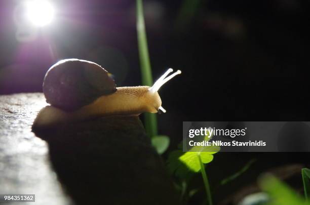 snail - eyestalks stock pictures, royalty-free photos & images