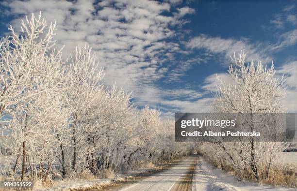 winter fairytale ii - albena bildbanksfoton och bilder