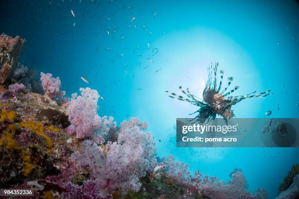 flying - ichthyology stock pictures, royalty-free photos & images