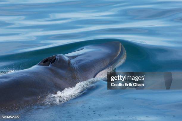 fin whale - fin whale stock pictures, royalty-free photos & images