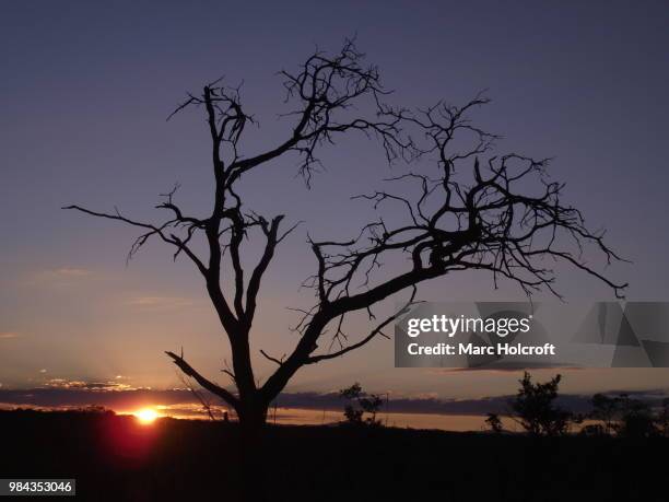 sunset tree silhouette near pretoriuskop - holcroft stock pictures, royalty-free photos & images