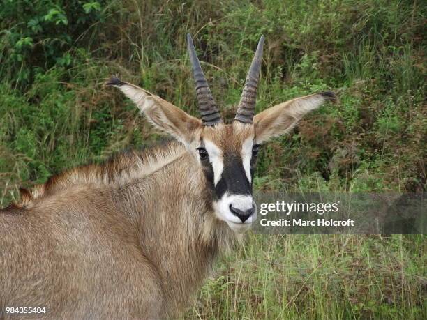 roan antelope portrait - holcroft stockfoto's en -beelden