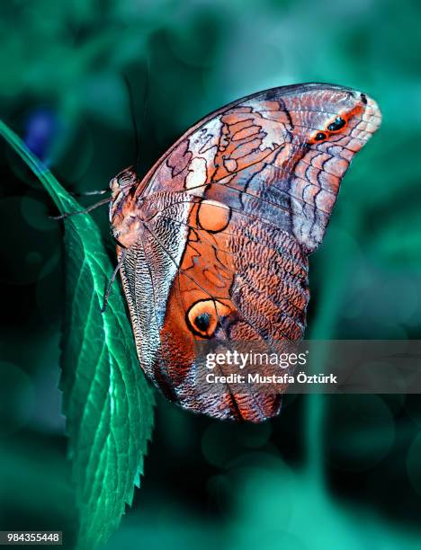 Caligo Prometheus Caligo Photos and Premium High Res Pictures - Getty Images
