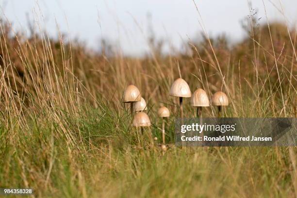 Collection Berm 791 The Berm Stock Photos, High-Res Pictures, and Images - Getty Images