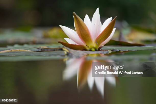 white water lilies on the veluwe, netherlands - veluwemeer stockfoto's en -beelden