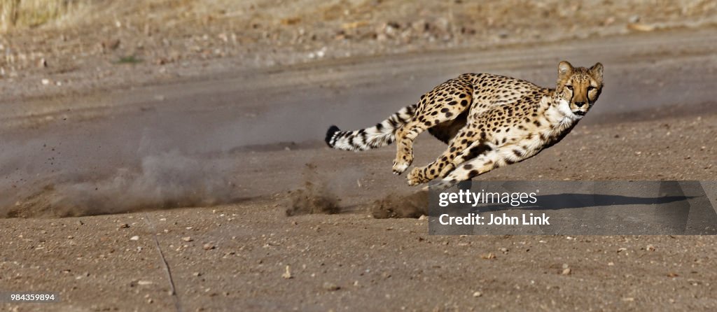A Running Cheetah High-Res Stock Photo - Getty Images