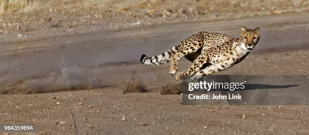 a running cheetah. - cheetah running stock pictures, royalty-free photos & images