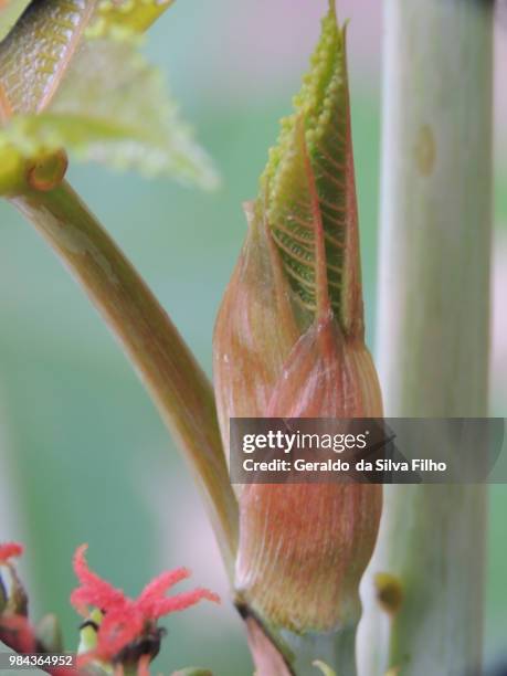 leaf opening - iris da silva stock pictures, royalty-free photos & images