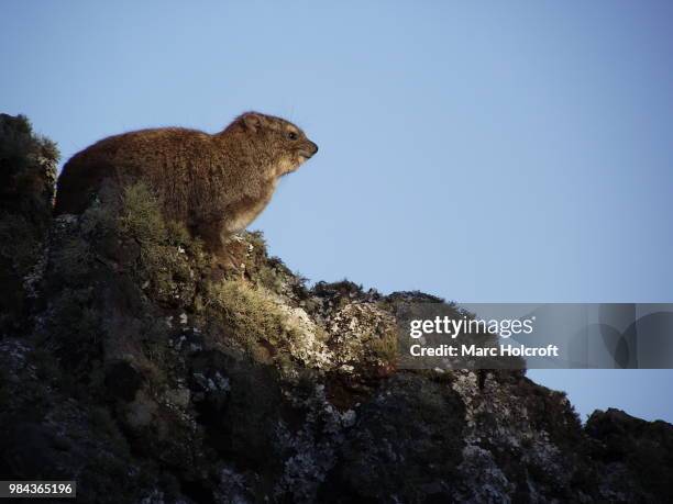 rock hyrax catching last winter sun rays - holcroft stockfoto's en -beelden