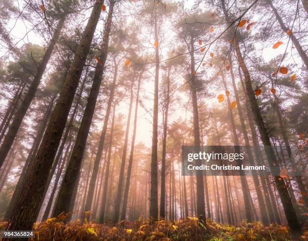 see the mist for the trees - lamont stock pictures, royalty-free photos & images
