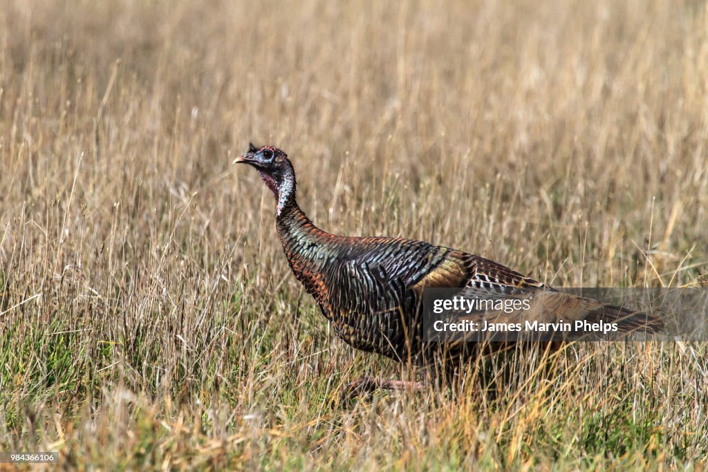 Wild Turkey