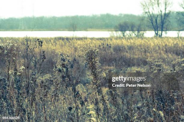 winter comes to the prairie state - peter nelson imagens e fotografias de stock