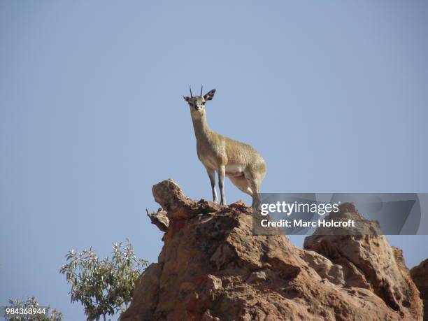 klipspringer statue pose - holcroft stockfoto's en -beelden