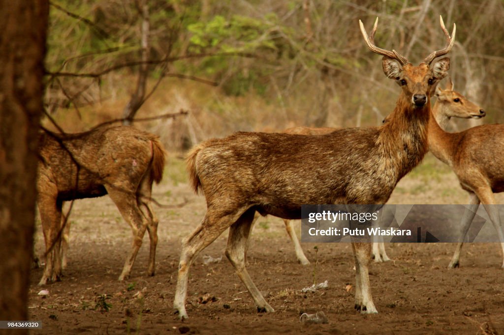Cervus timorensis/menjangan