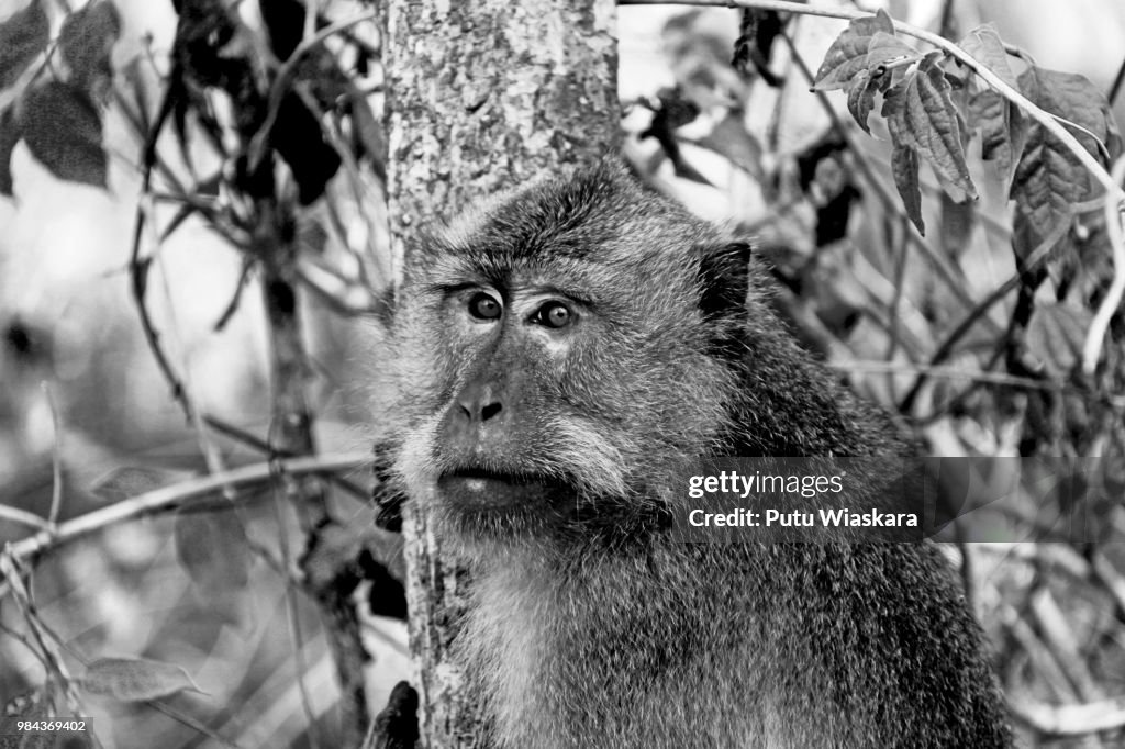 Monkey