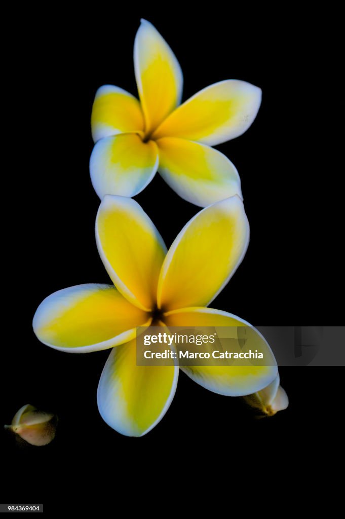 Plumeria, from bud to bloom